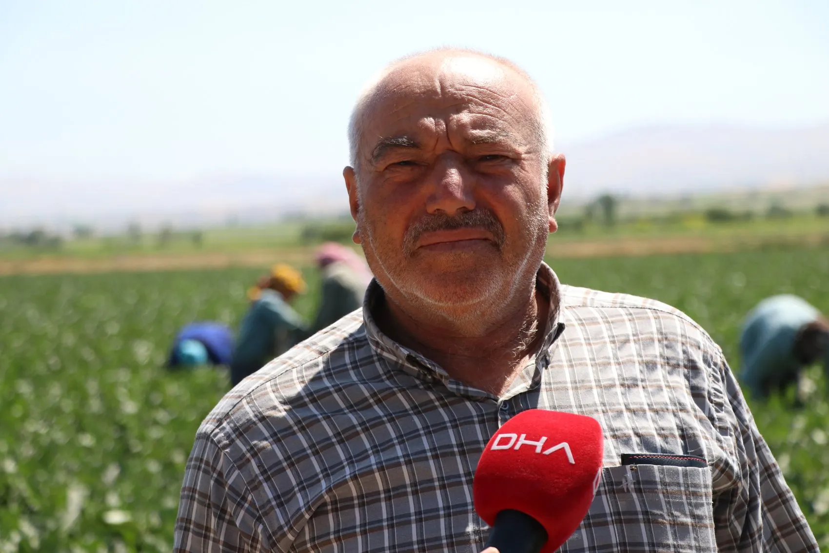 Kayseri'nin meşhur Yamula patlıcanı tarlalardan sofralara iniyor