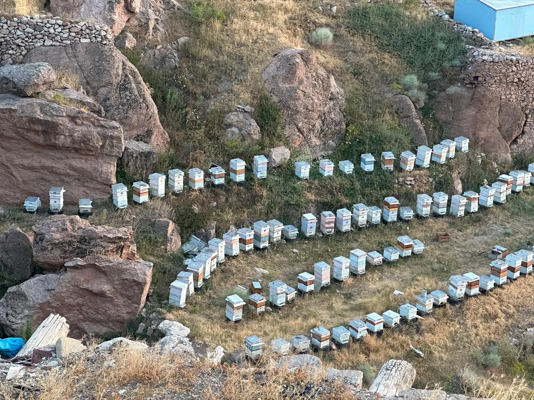 İshak Paşa Sarayı’nın yamaçlarında geven balı bereketi