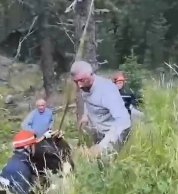 Bolu'da 50 metrelik uçuruma düşen inek vinçle kurtarıldı