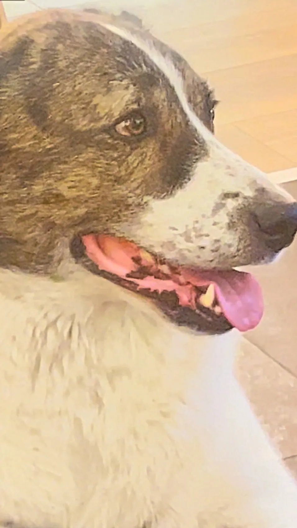 Esenyurt’ta kaybolan sahipli köpek barınakta ölü bulundu