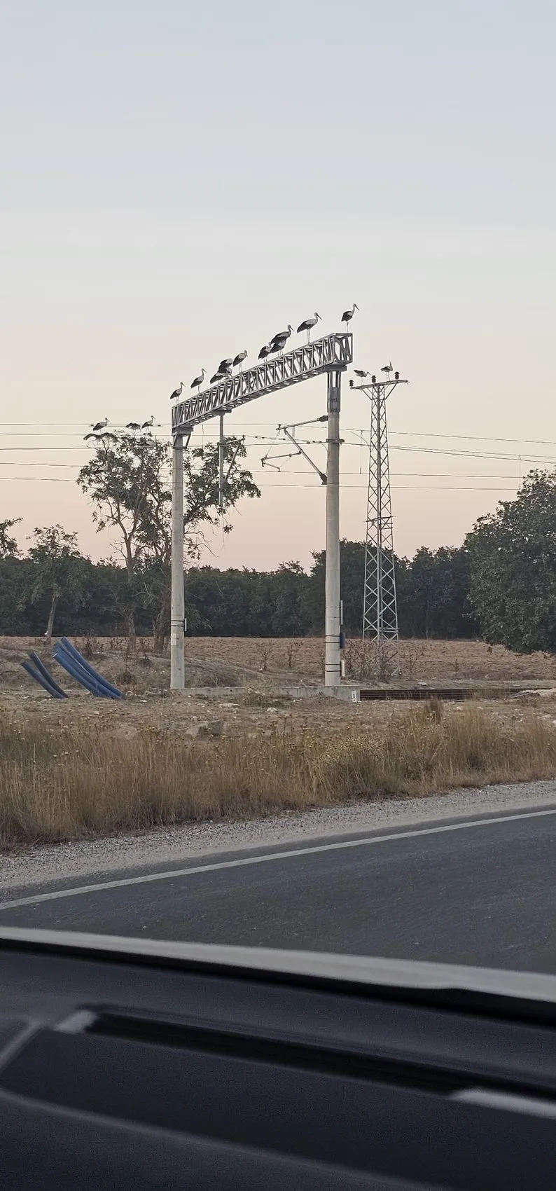 Küçükçekmece'de leylek ölümlerine karşı TCDD'den bilimsel çözüm arayışı