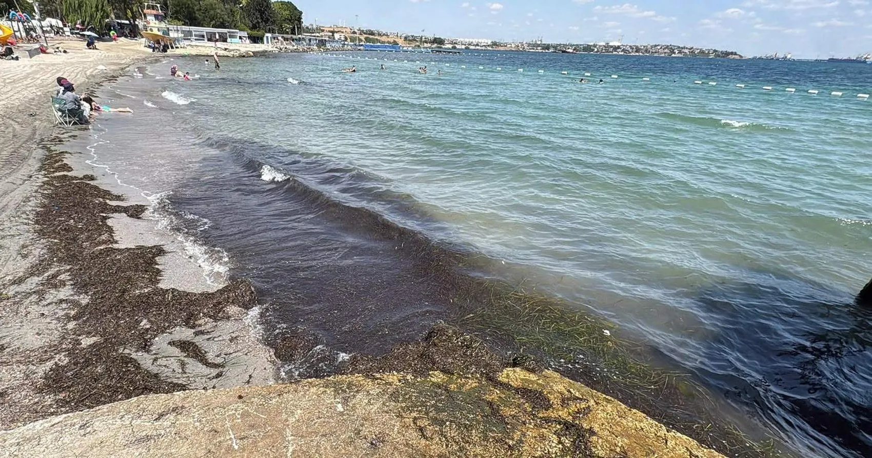 Marmara Denizi'nde denizanası istilası tatilcileri endişelendiriyor