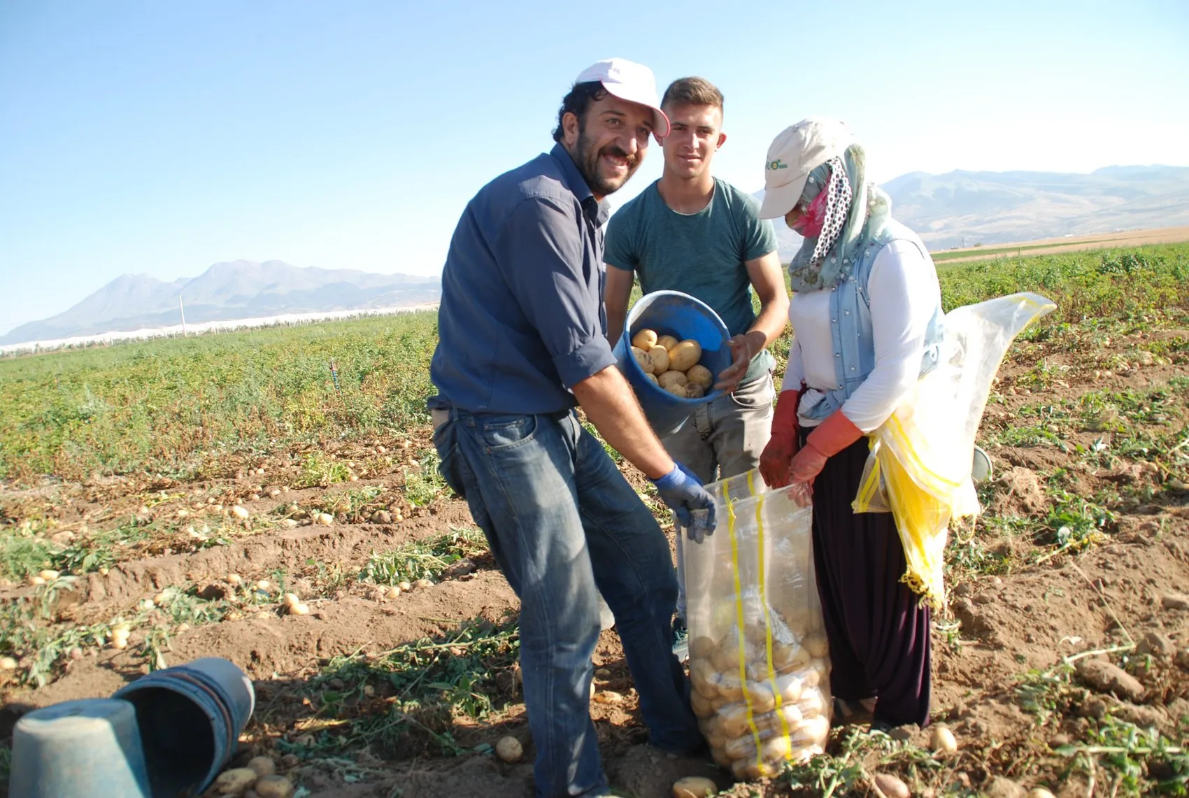 Niğde'de patates tarlada 25 lira, çiftçi bu fiyata gülümsüyor