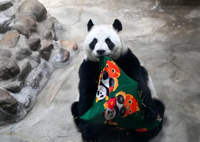Çin’in sevilen pandası Xing Mei 15 yaşına girdi