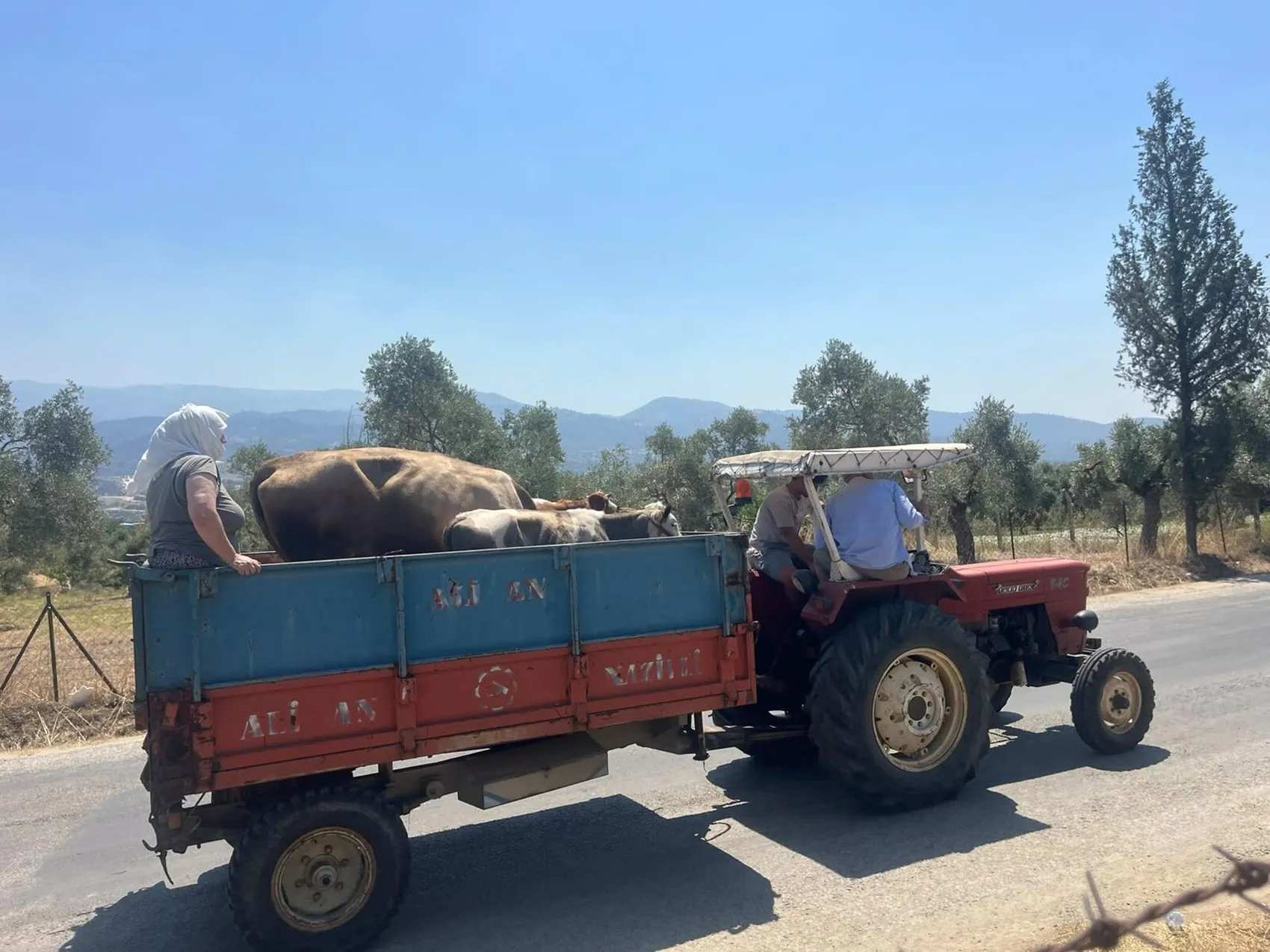 Aydın yangınında tahliye edilen hayvanlar evlerine dönüyor