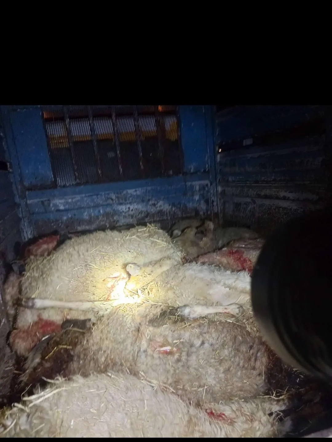 Gece yarısı ağıla düşen yıldırım 21 koyunu öldürdü