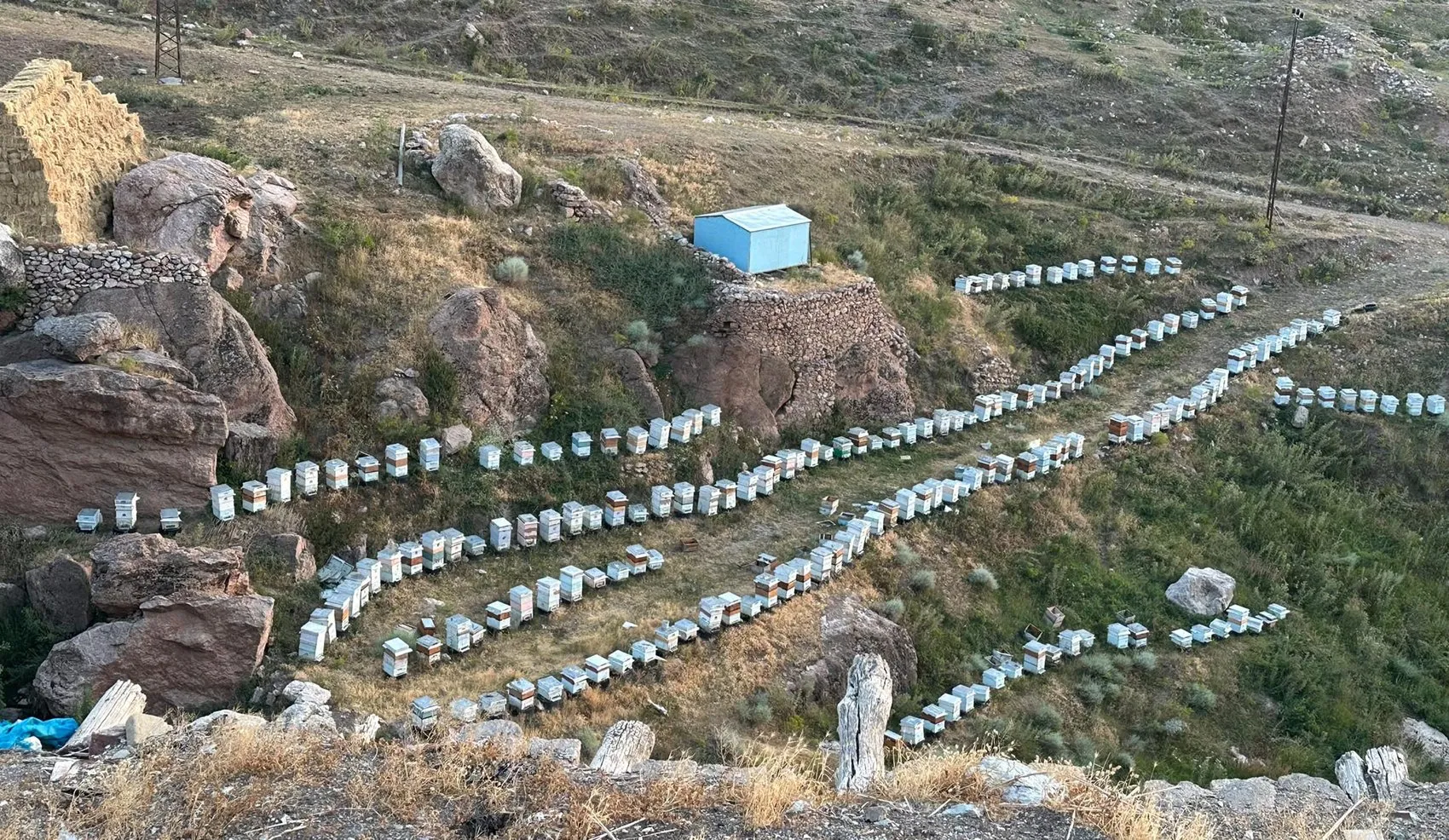 İshak Paşa Sarayı’nın yamaçlarında geven balı bereketi