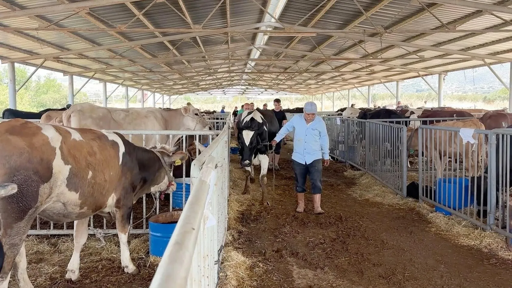 Aydın yangınında tahliye edilen hayvanlar evlerine dönüyor