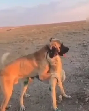 Aksaray'da köpek dövüştürüp canlı yayın yapanlara ceza yağdı