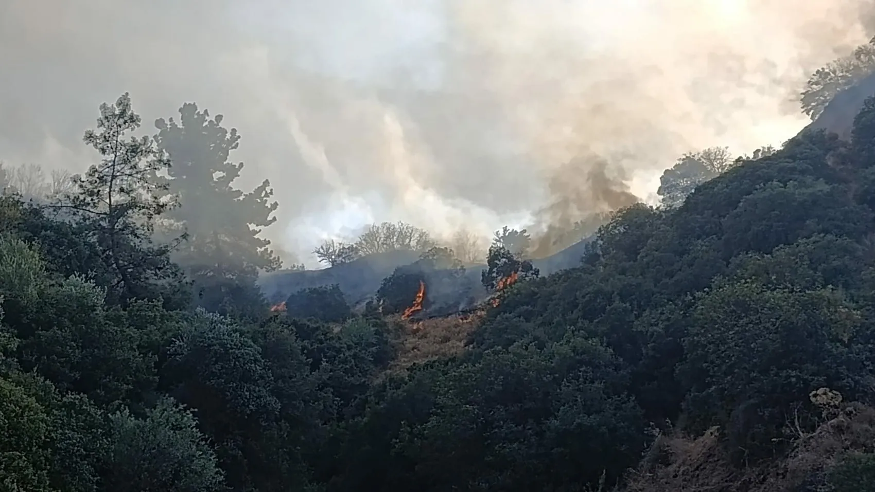 Turgutlu’da orman yangını paniği