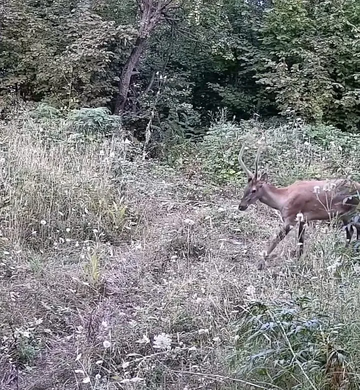 Tarlasına kurduğu kameraya ayı ailesi ve geyikler takıldı