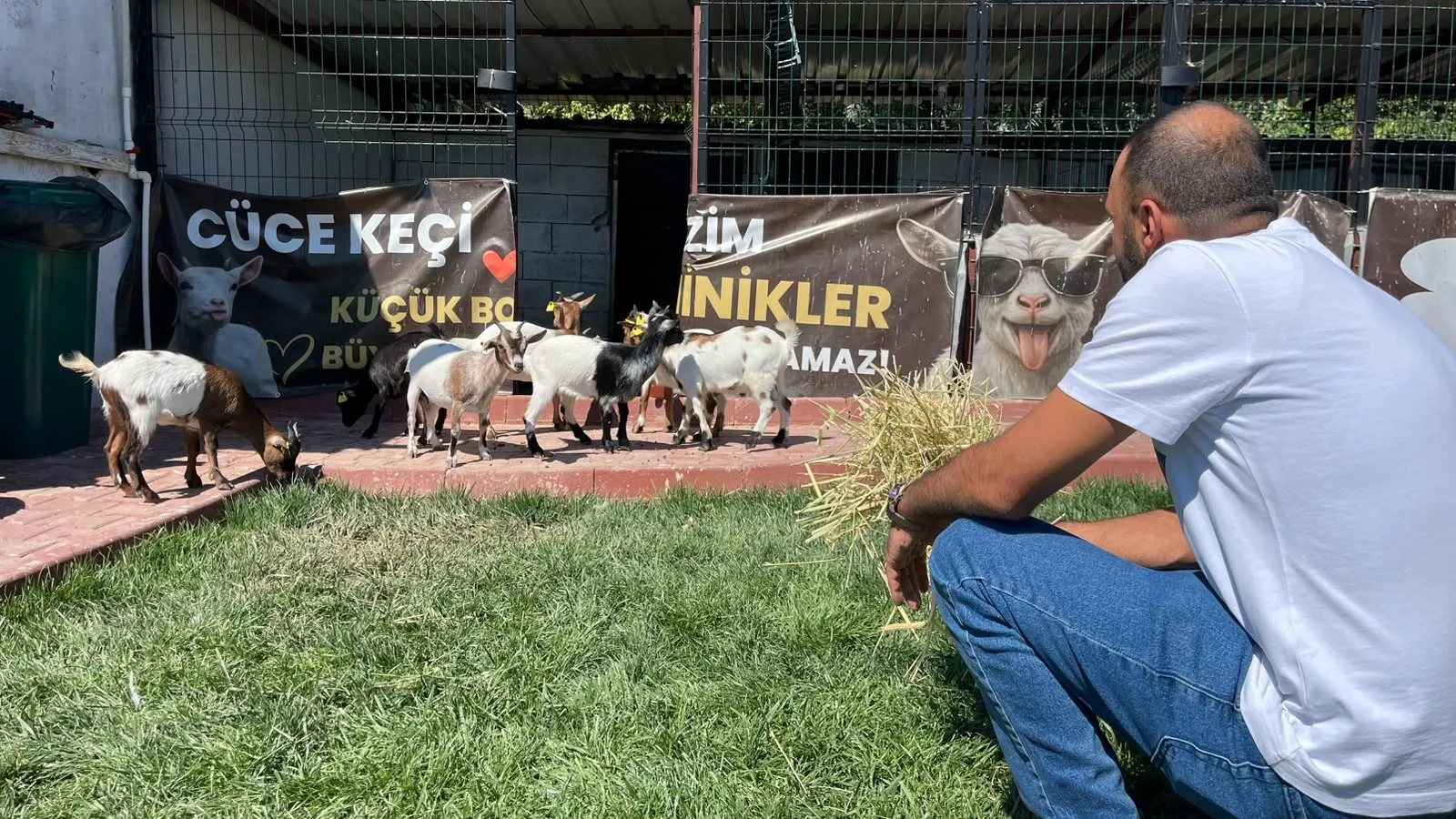 Ankara'da hobi olarak başladı şimdi cüce keçi çiftliği yönetiyor