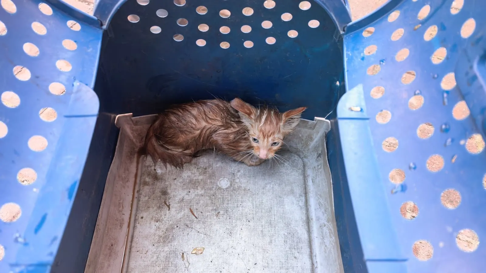 İnegöl'de boruya sıkışan yavru kedi ekipleri harekete geçirdi