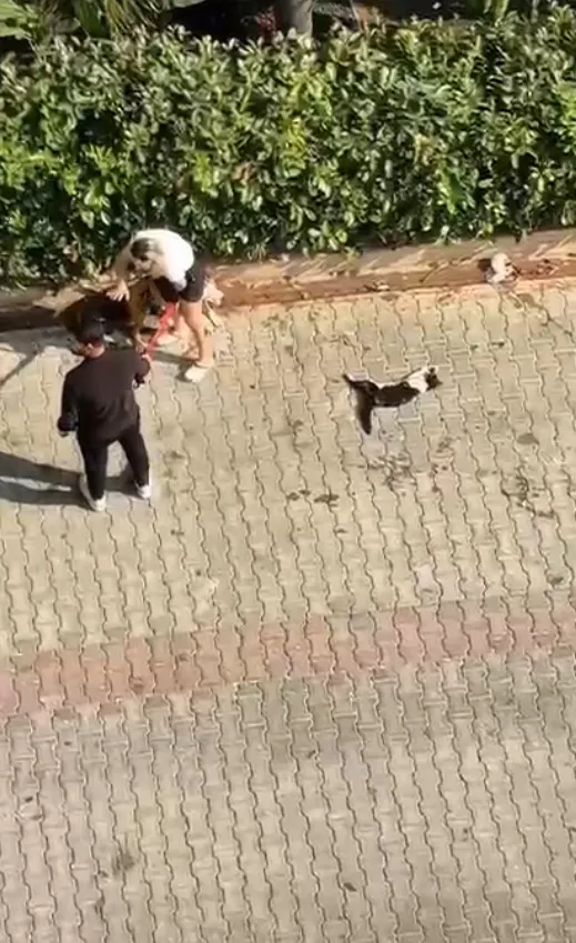 Adana'da pitbull dehşeti Kediyi öldürdü, polise haber verilmesini engelledi