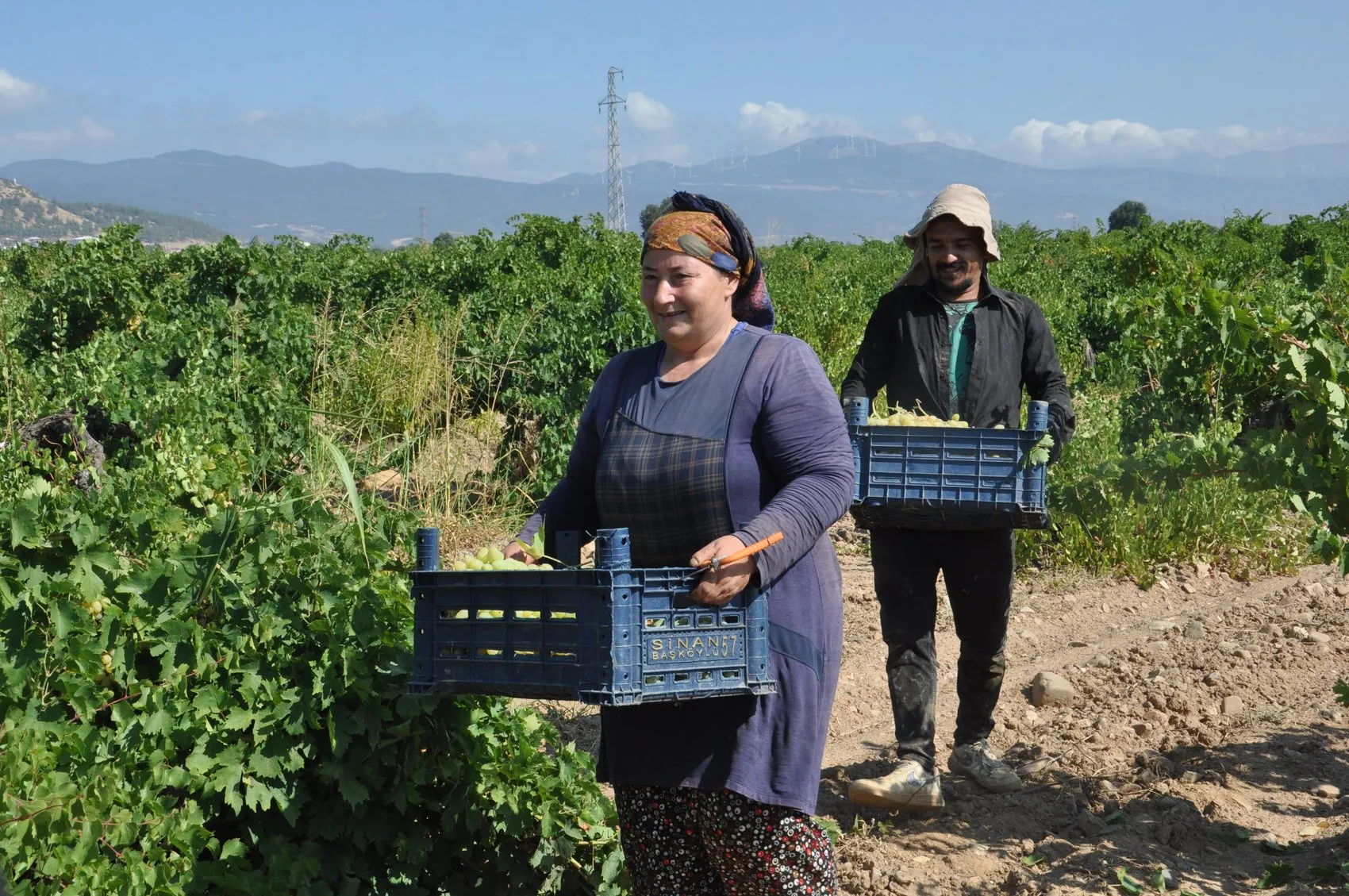 İslahiye bağlarında hasat mesaisi şafak vakti başlıyor