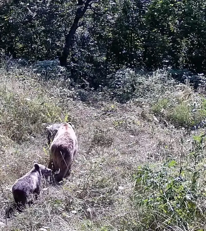 Tarlasına kurduğu kameraya ayı ailesi ve geyikler takıldı