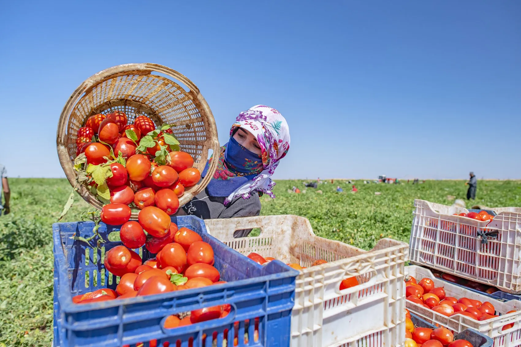 Karacadağ'ın domatesleri global mutfakların gizli kahramanı oldu