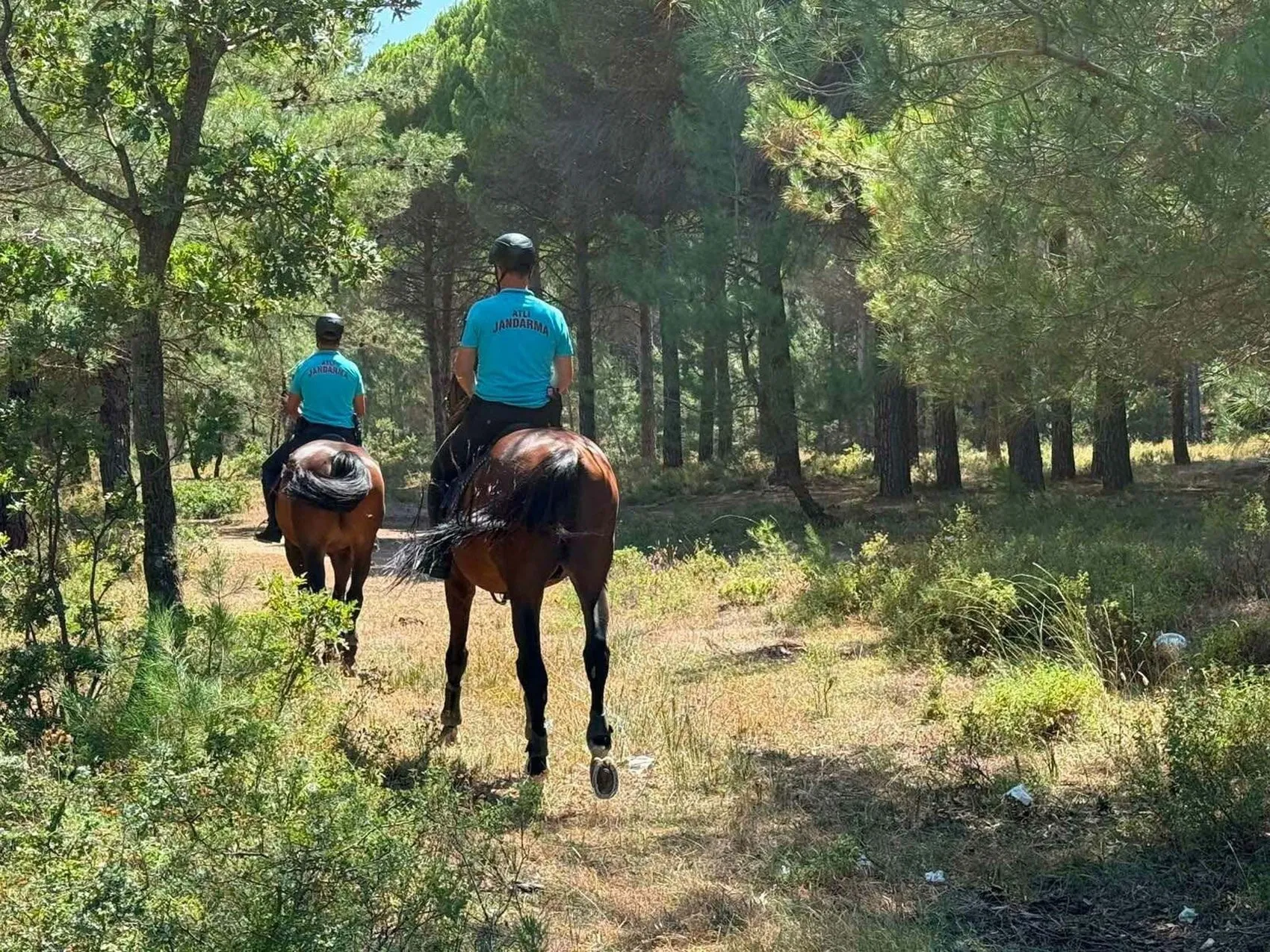 Çanakkale ormanları iki ayda kül oldu