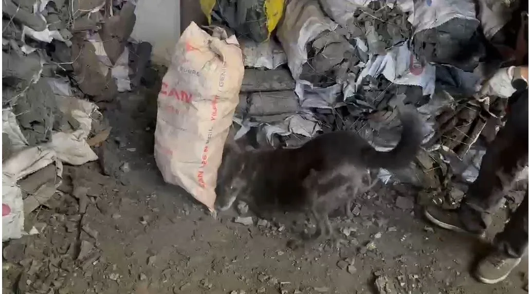 Kömürün arasına gizlemişler TIR'da 1,5 kilo esrar yakalandı