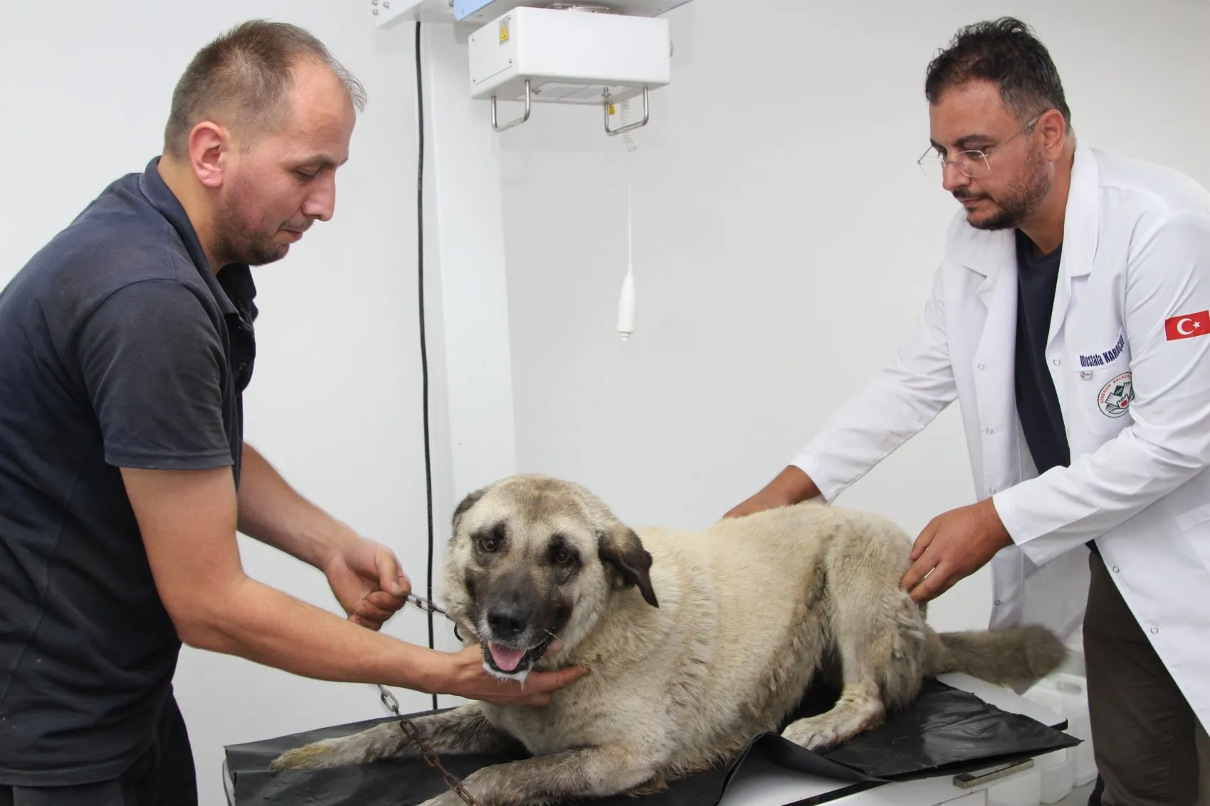 Giresun'da ciple köpeği ezen sürücü yakalandı