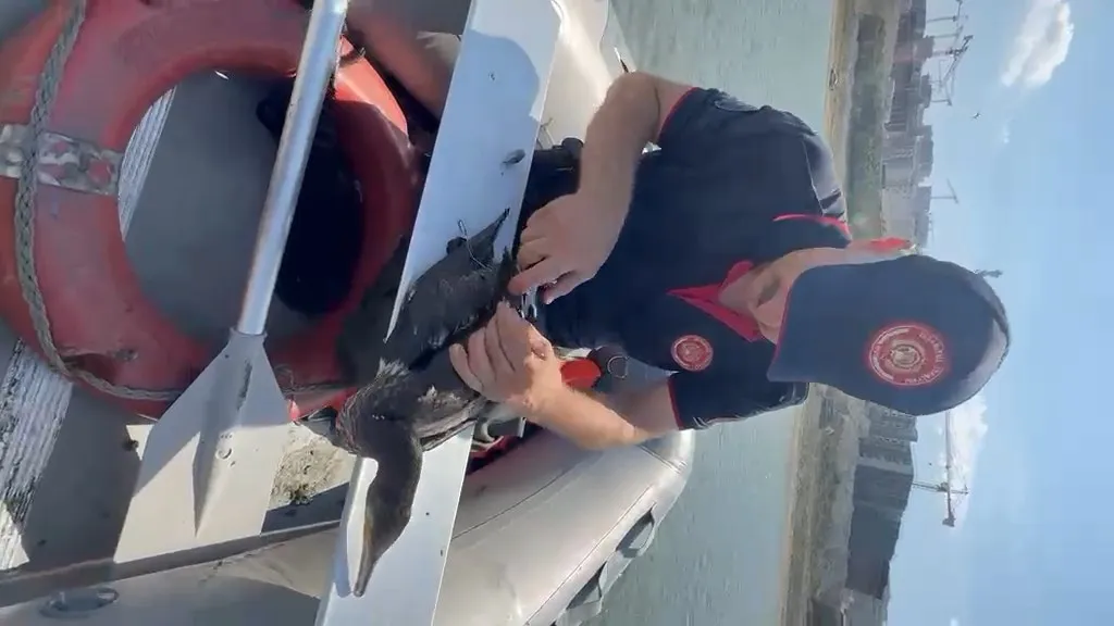 Sazlıbosna Barajı’nda can pazarı İtfaiye ekipleri karabatağı kurtardı