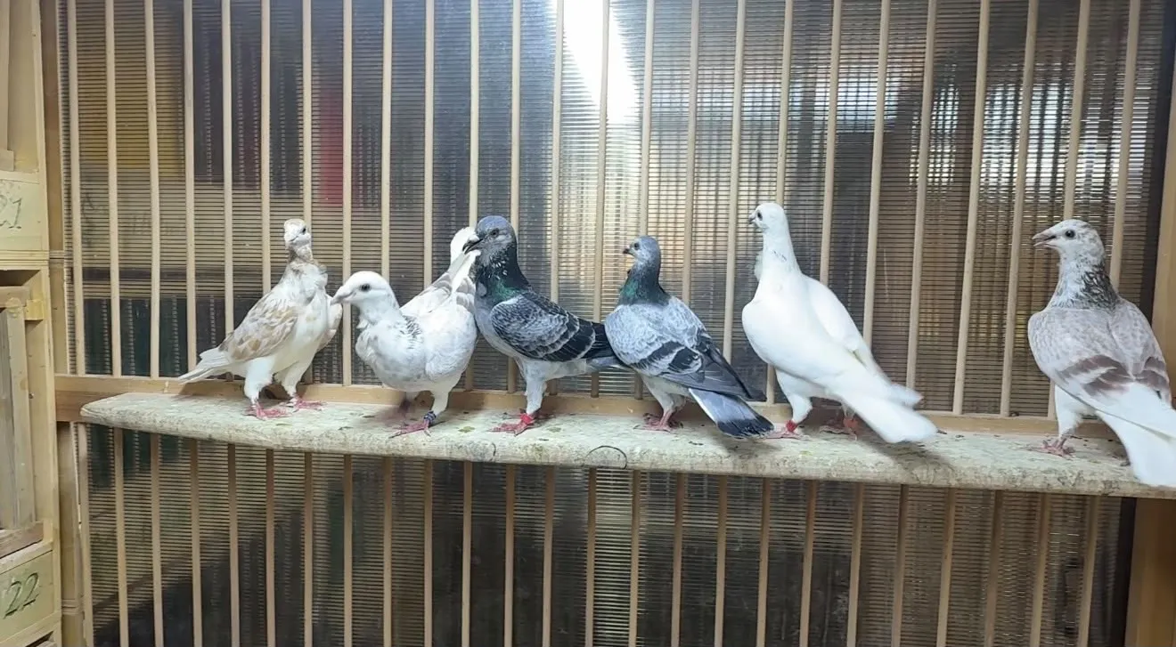 Hatay'da bir kümes dolusu lüks Kuşların değeri otomobil fiyatını aşıyor