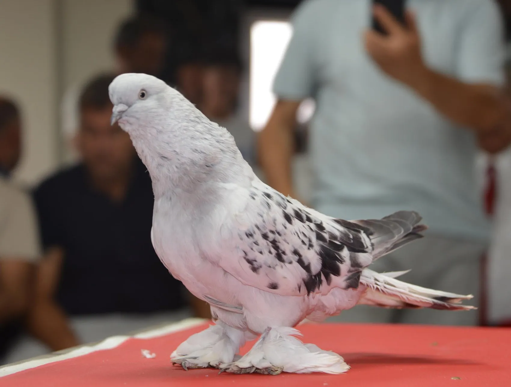 Milyonluk şebap güvercinleri Erzurum'da podyuma çıktı