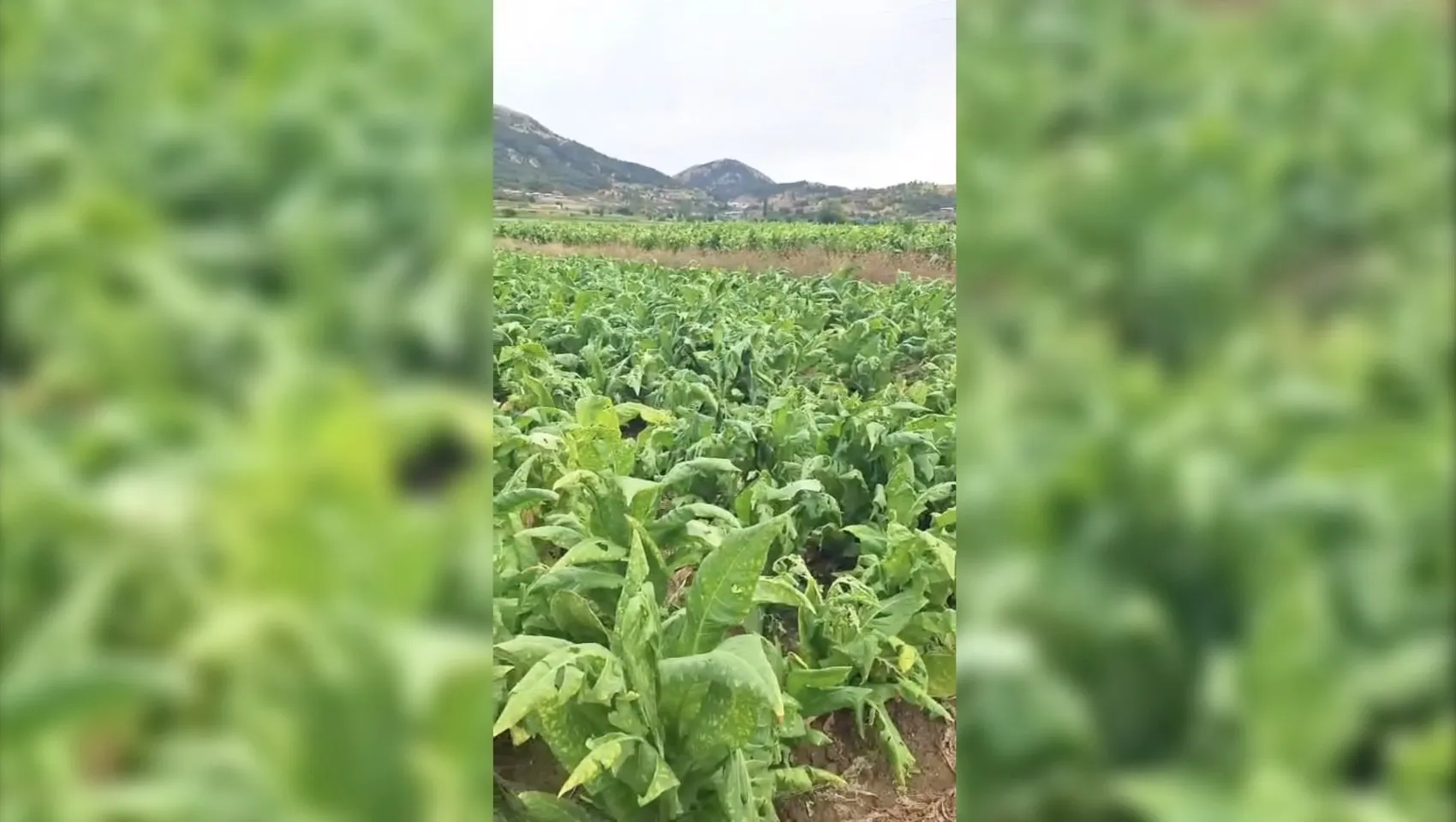 Çelikhan'da dolu kabusu: Tütün tarlaları bir anda beyaza büründü