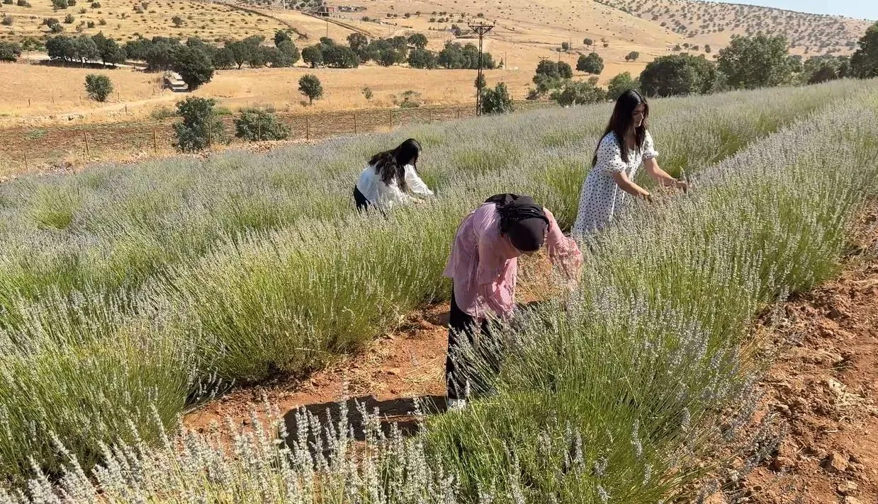 Midyatlı kadınların dokunuşuyla 40 yıllık tarla mor renge büründü