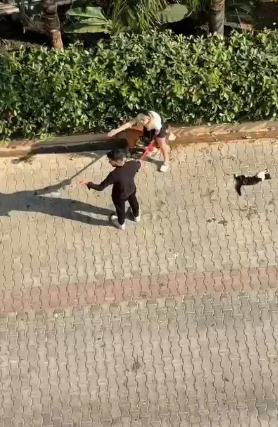 Adana'da pitbull dehşeti Kediyi öldürdü, polise haber verilmesini engelledi