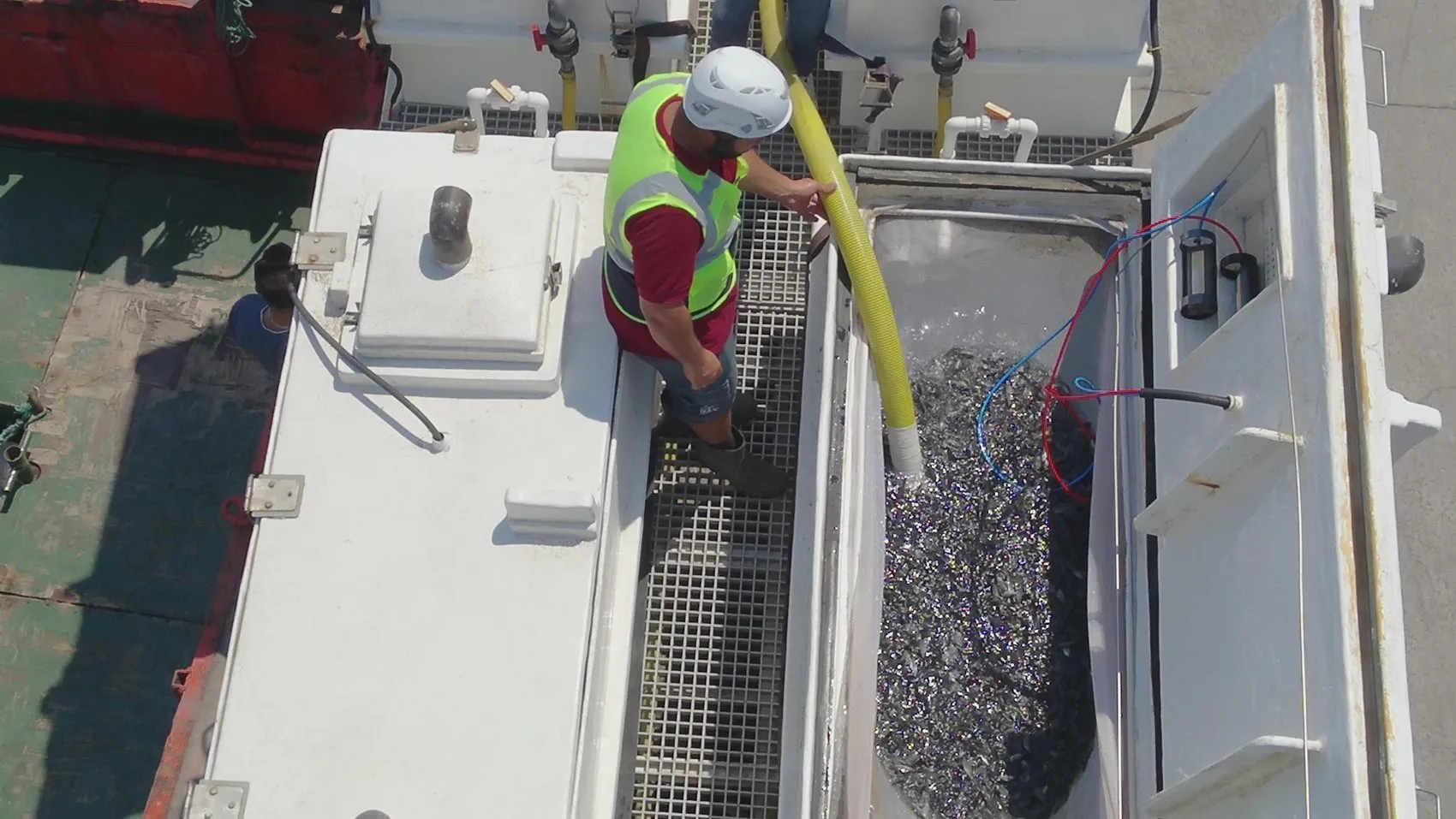 Muğla'nın mavi hazinesi 900 milyon yavru balık 5 ülkeye ihraç ediliyor