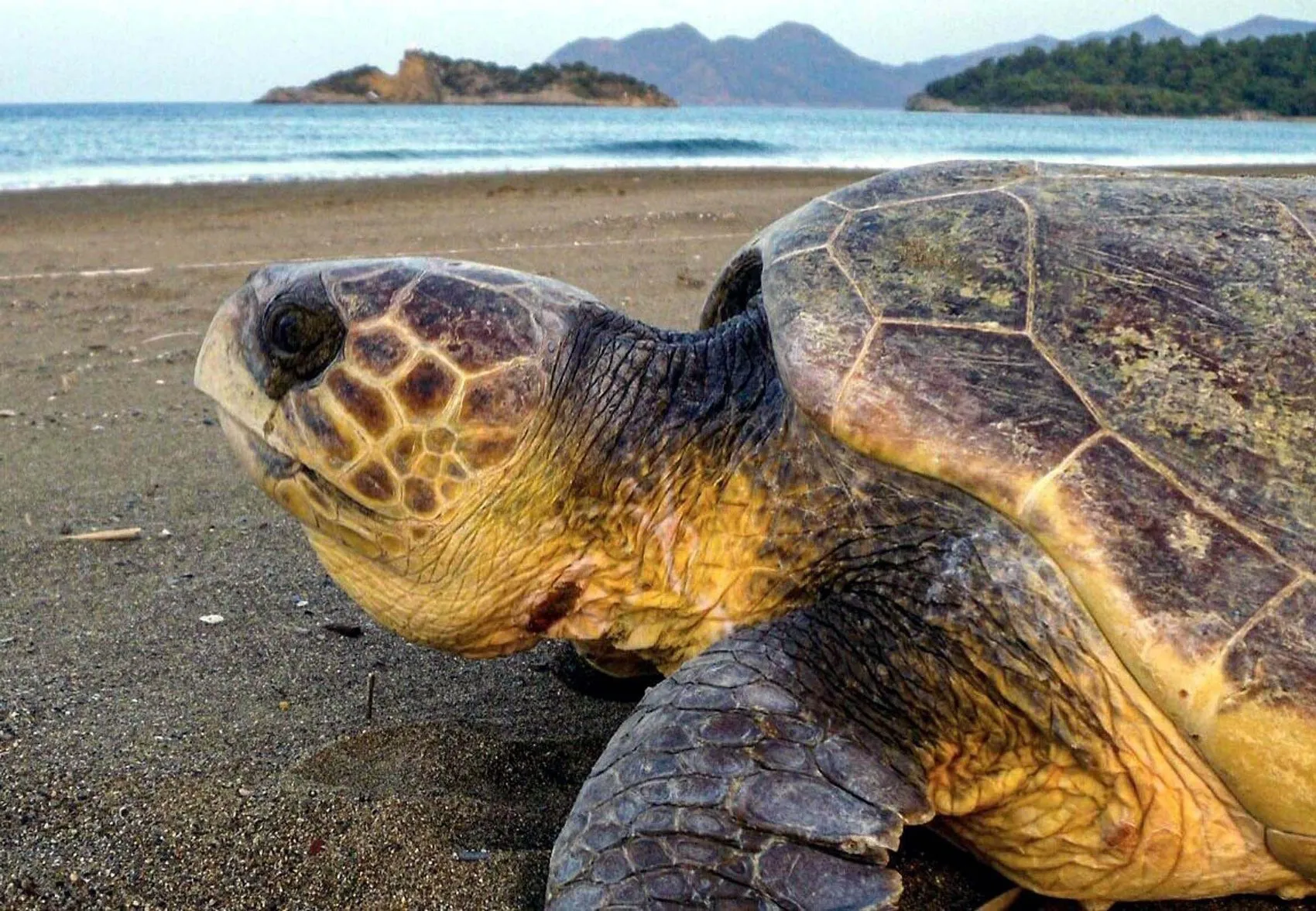 İztuzu plajında caretta carettalara yaklaşanlar için kritik uyarı