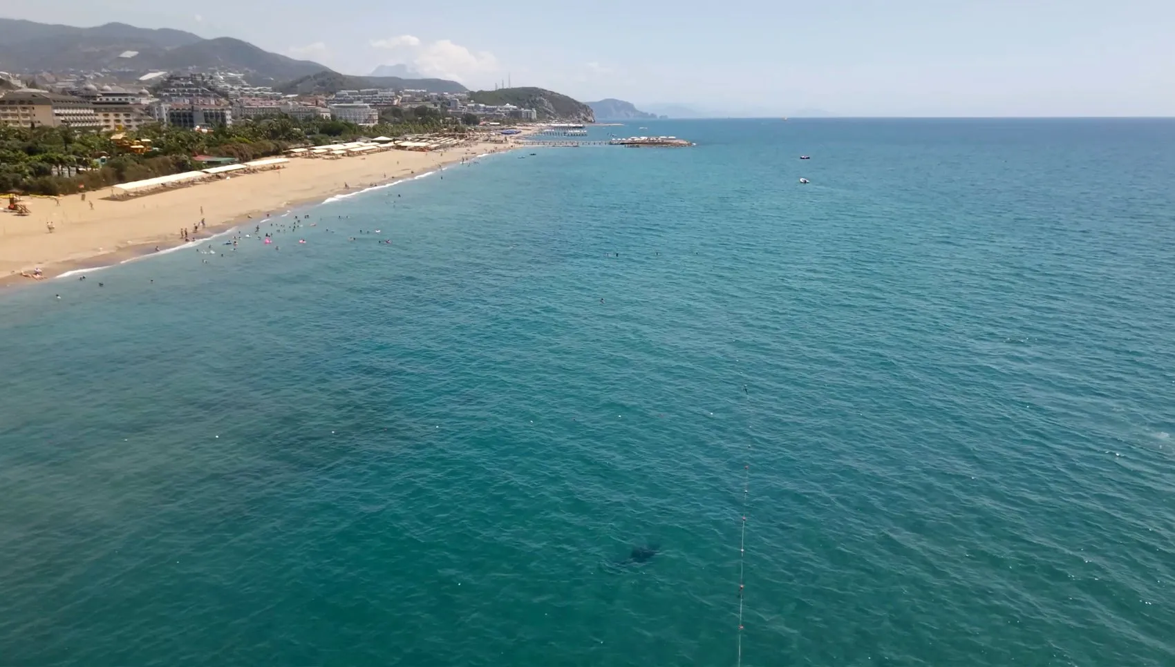 Alanya kıyılarında tatilcilerin sürpriz misafiri