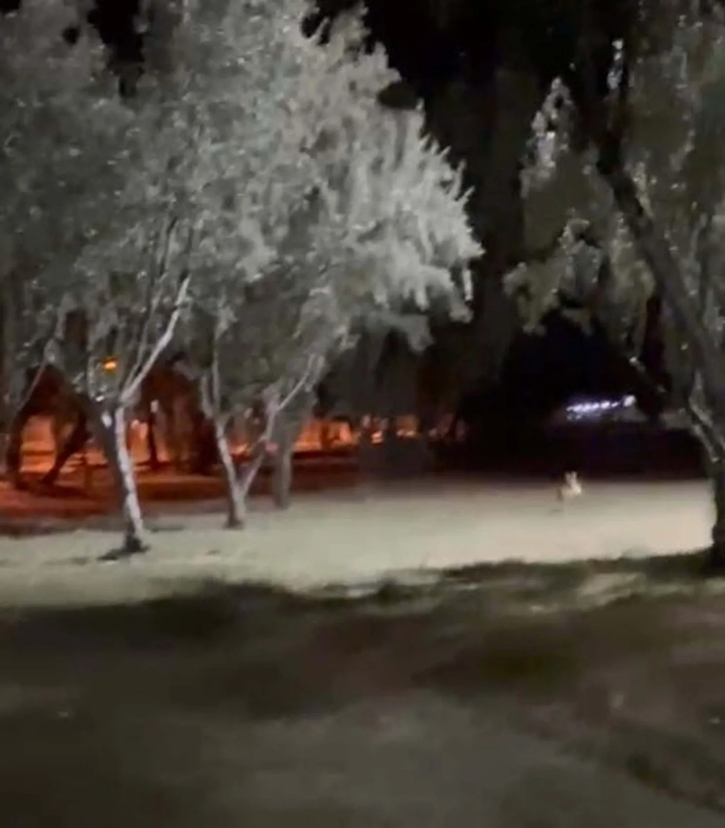 Çanakkale’de oyun oynayan çocuğun topunu tilki çaldı