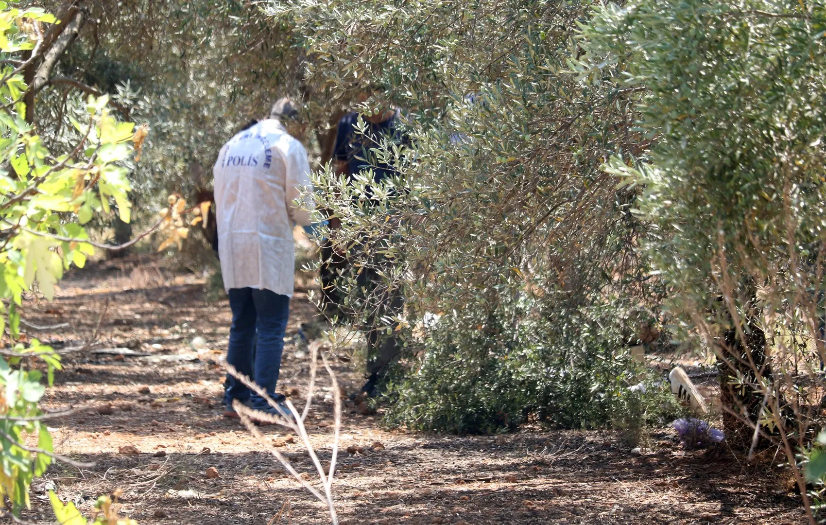 Antalya Kepez'de zeytinlikte korkunç cinayet