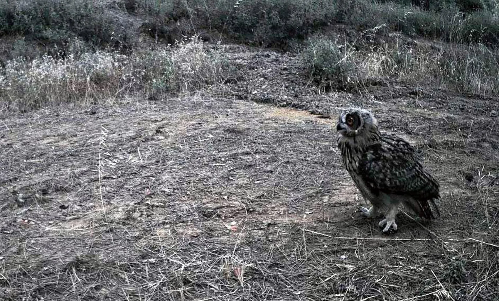 Ganos’un gizli misafirleri kamerada Tilki, çakal, karaca hepsi aynı ormanda