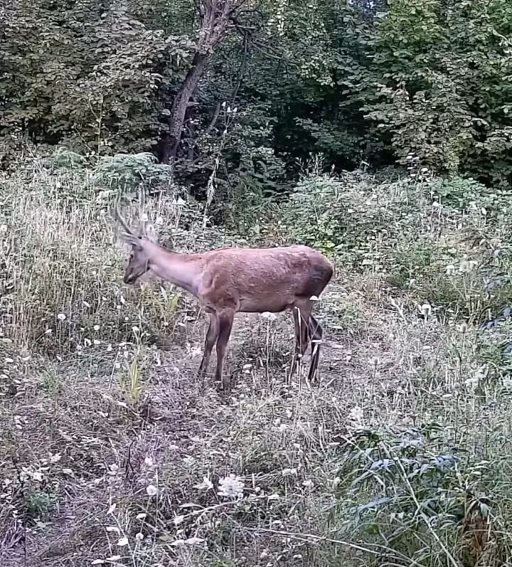 Tarlasına kurduğu kameraya ayı ailesi ve geyikler takıldı