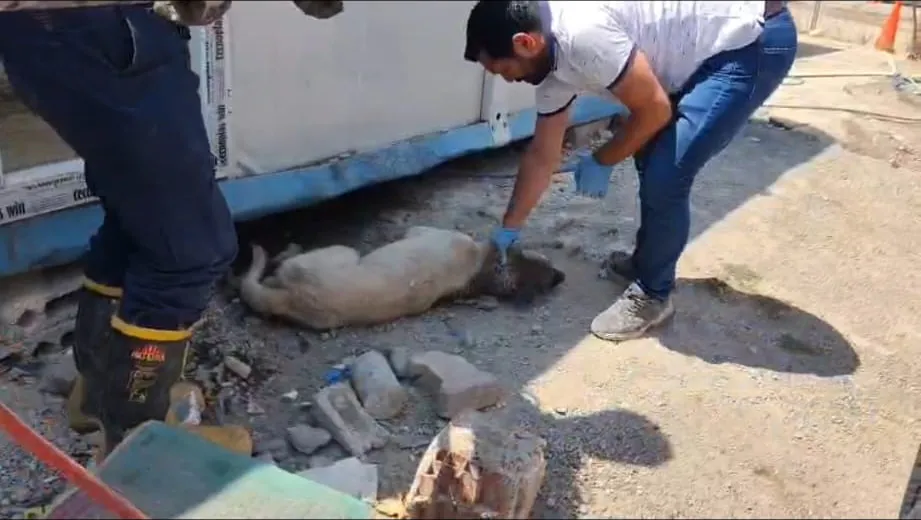 İslahiye’de konteyner altında kalan anne köpek ve 7 yavrusu kurtarıldı
