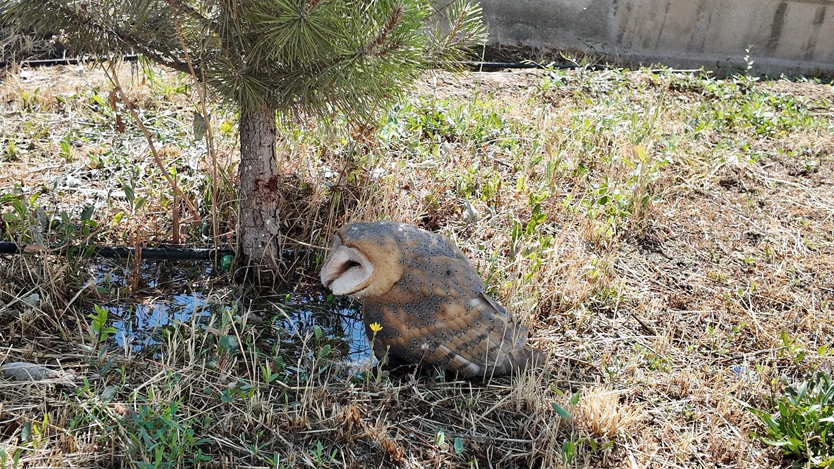 Okul bahçesinde bulunan nadir tür koruma altına alındı