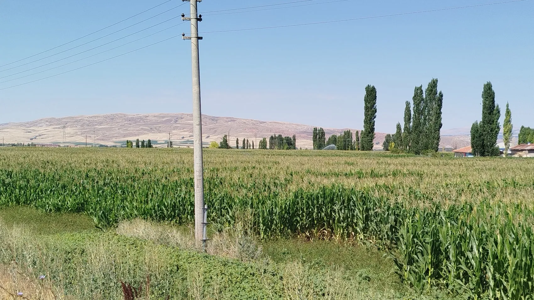 Domuz sürüsü mısırı talan ediyor, çiftçi tarlada nöbette