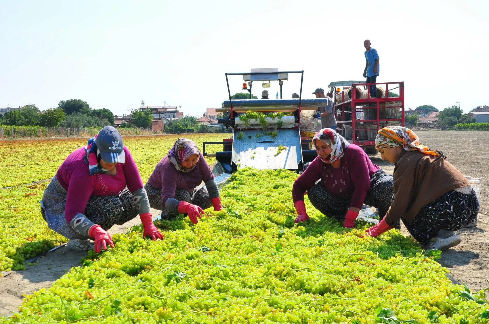 Manisa bağlarında hummalı mesai başladı