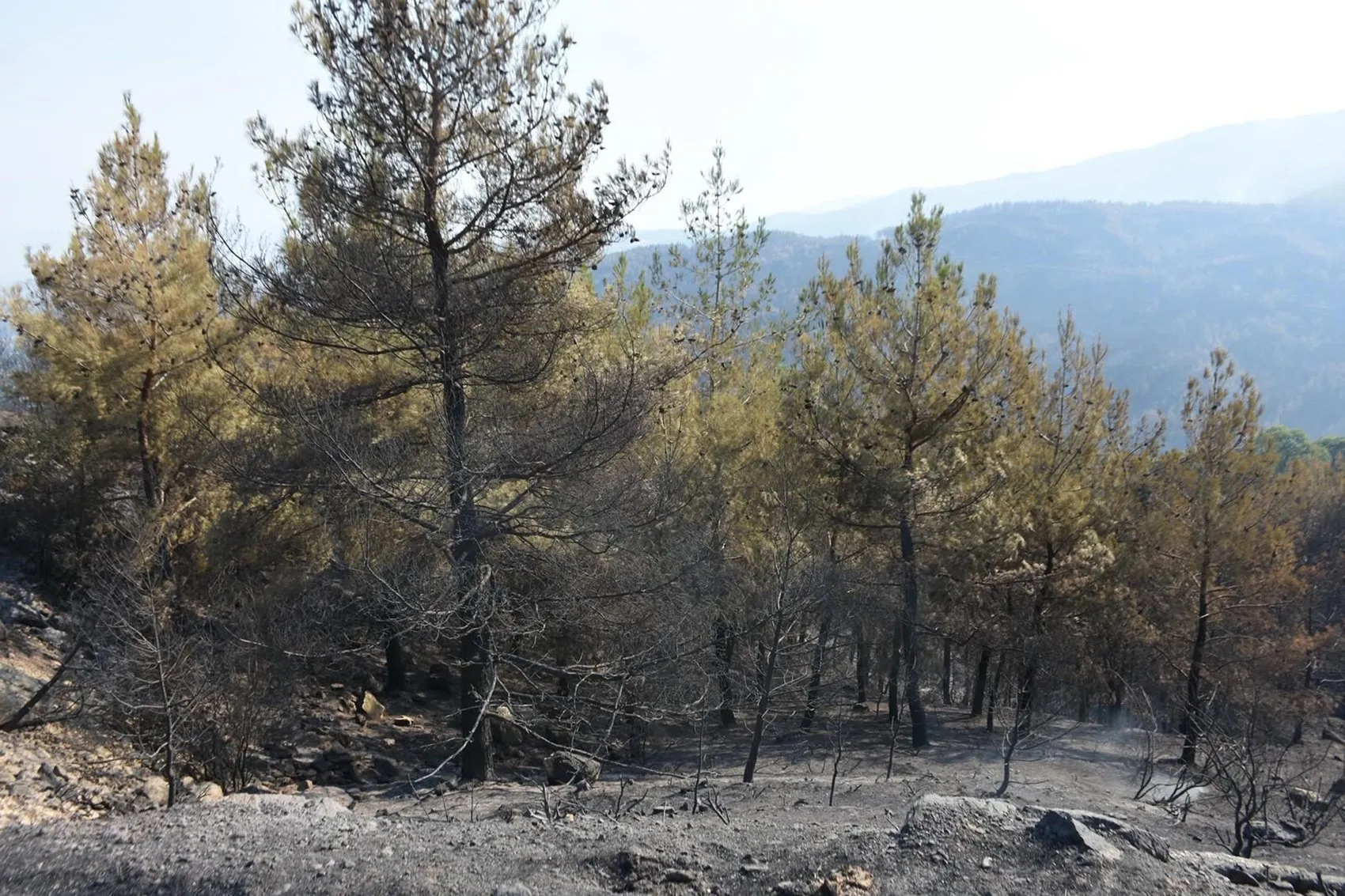 Çine orman yangınında üçüncü gün mücadelesi