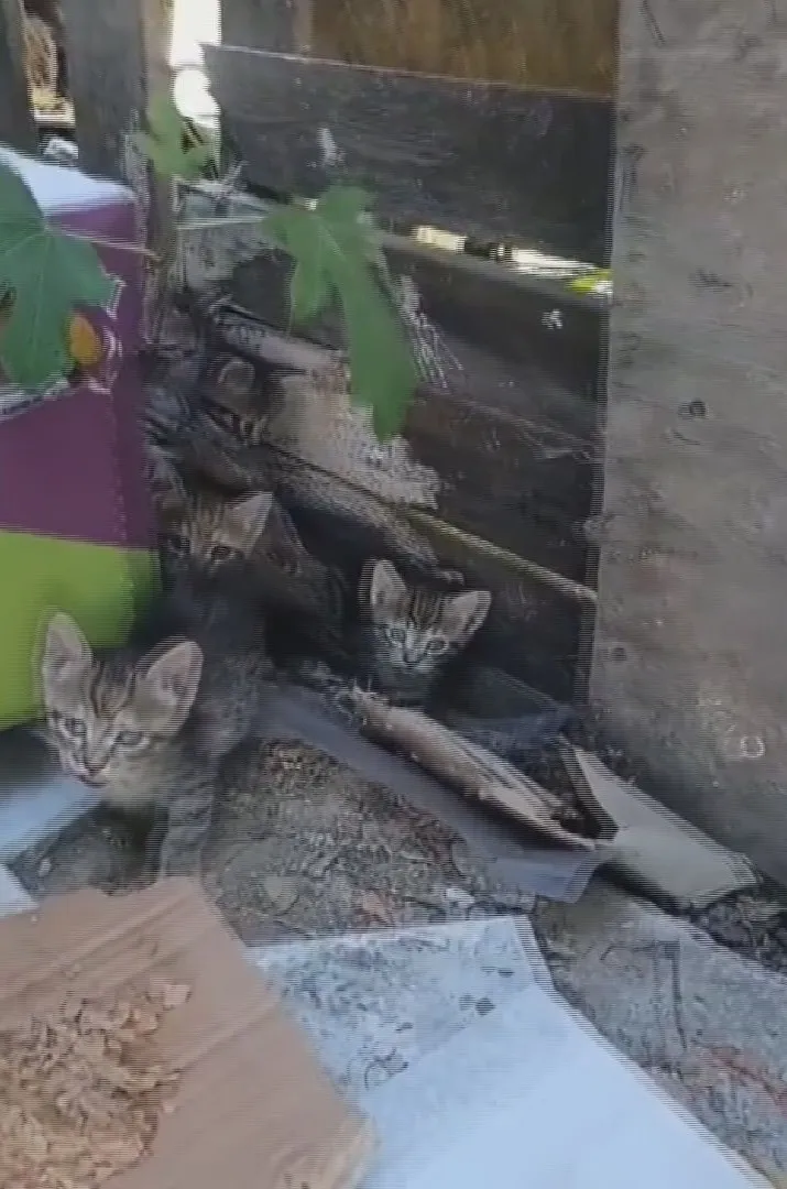 Sultangazi’de kedi maması yüzünden komşular birbirine girdi