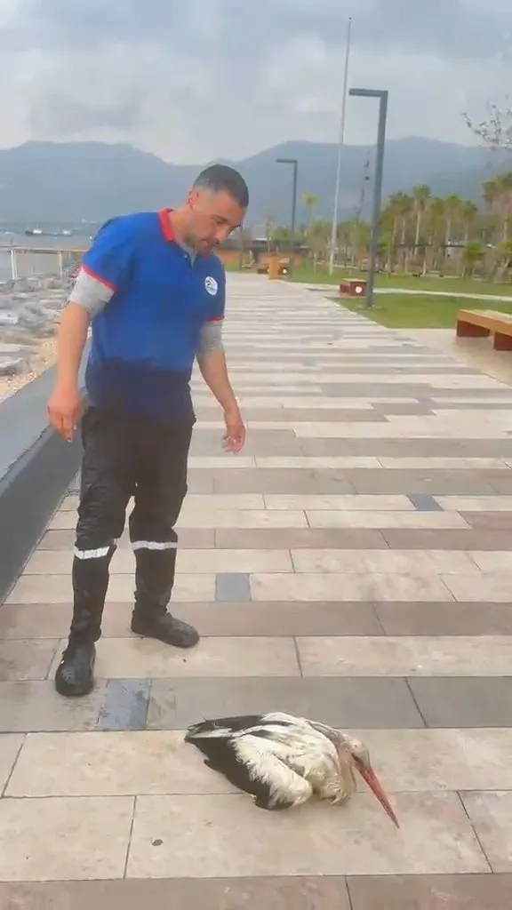 Hatay'da yürek ısıtan an Temizlik görevlisi yaralı leyleği kıyafetleriyle denize girip kurtardı