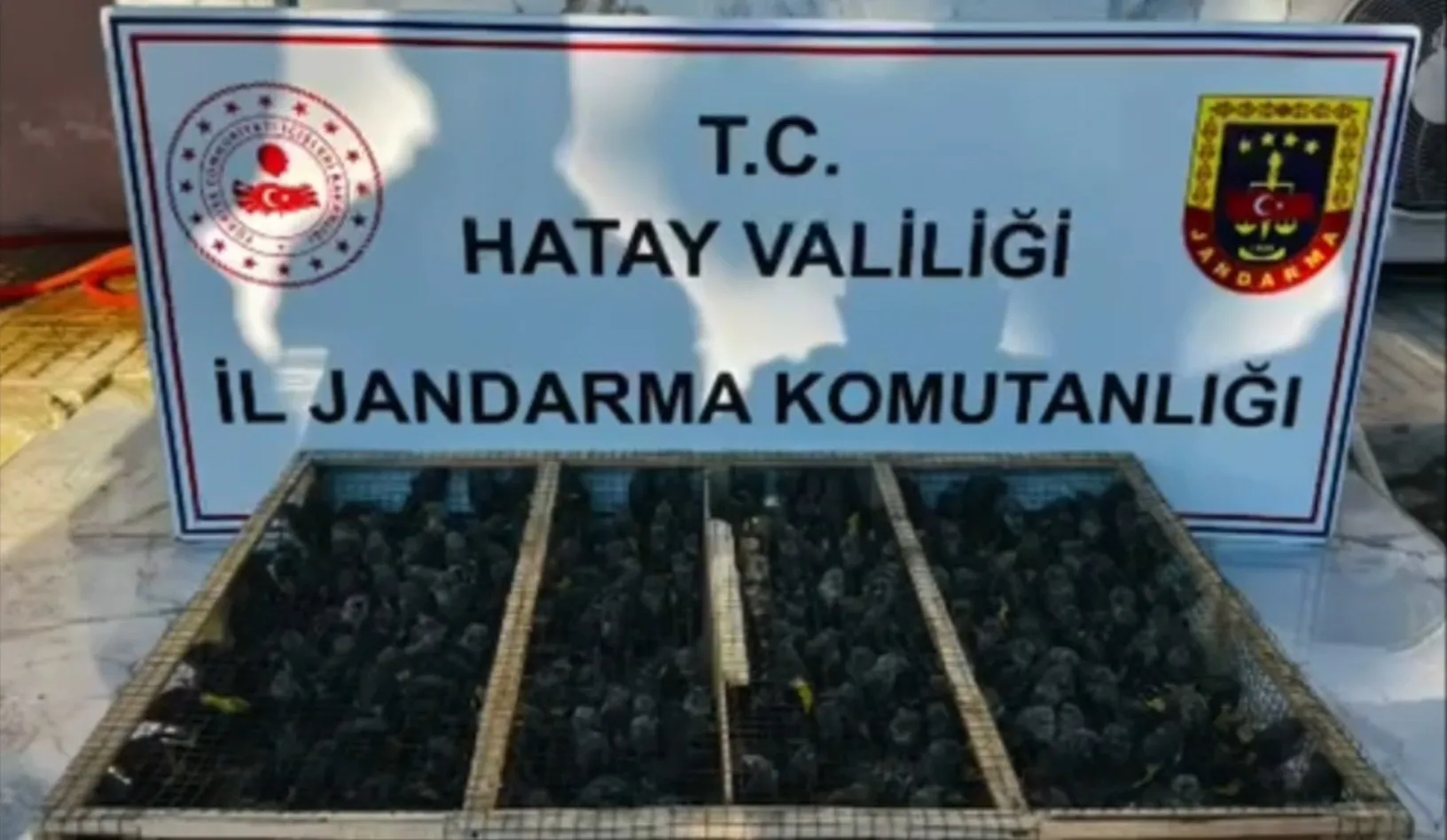 Hatay'da yakalanan kaçak kuşlara dev ceza