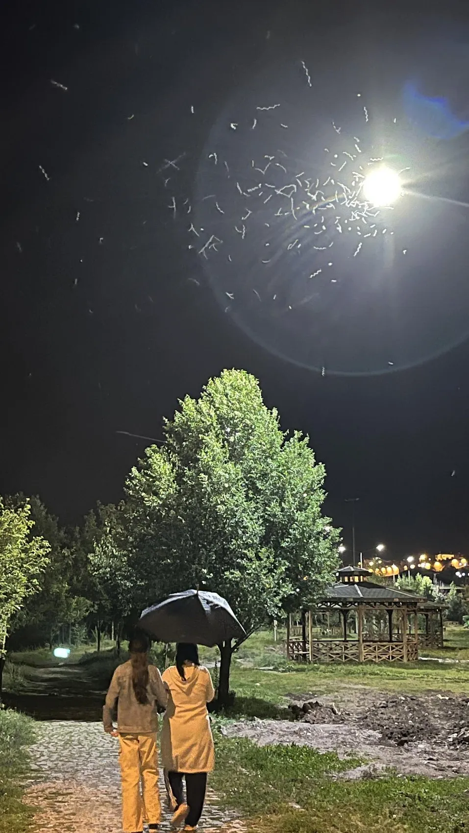 Ardahan’da milyonlarca kelebeğin ışığa göçü başladı