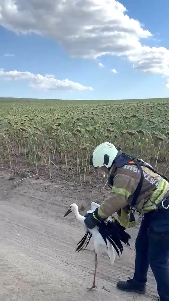Avcılar'da kuyuya düşen leyleği itfaiye kurtardı