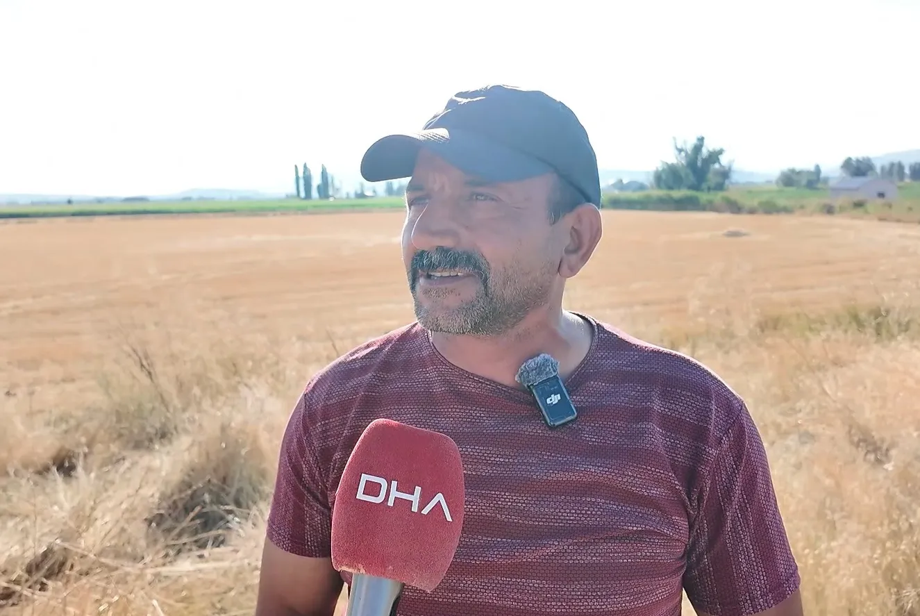 Domuz sürüsü mısırı talan ediyor, çiftçi tarlada nöbette