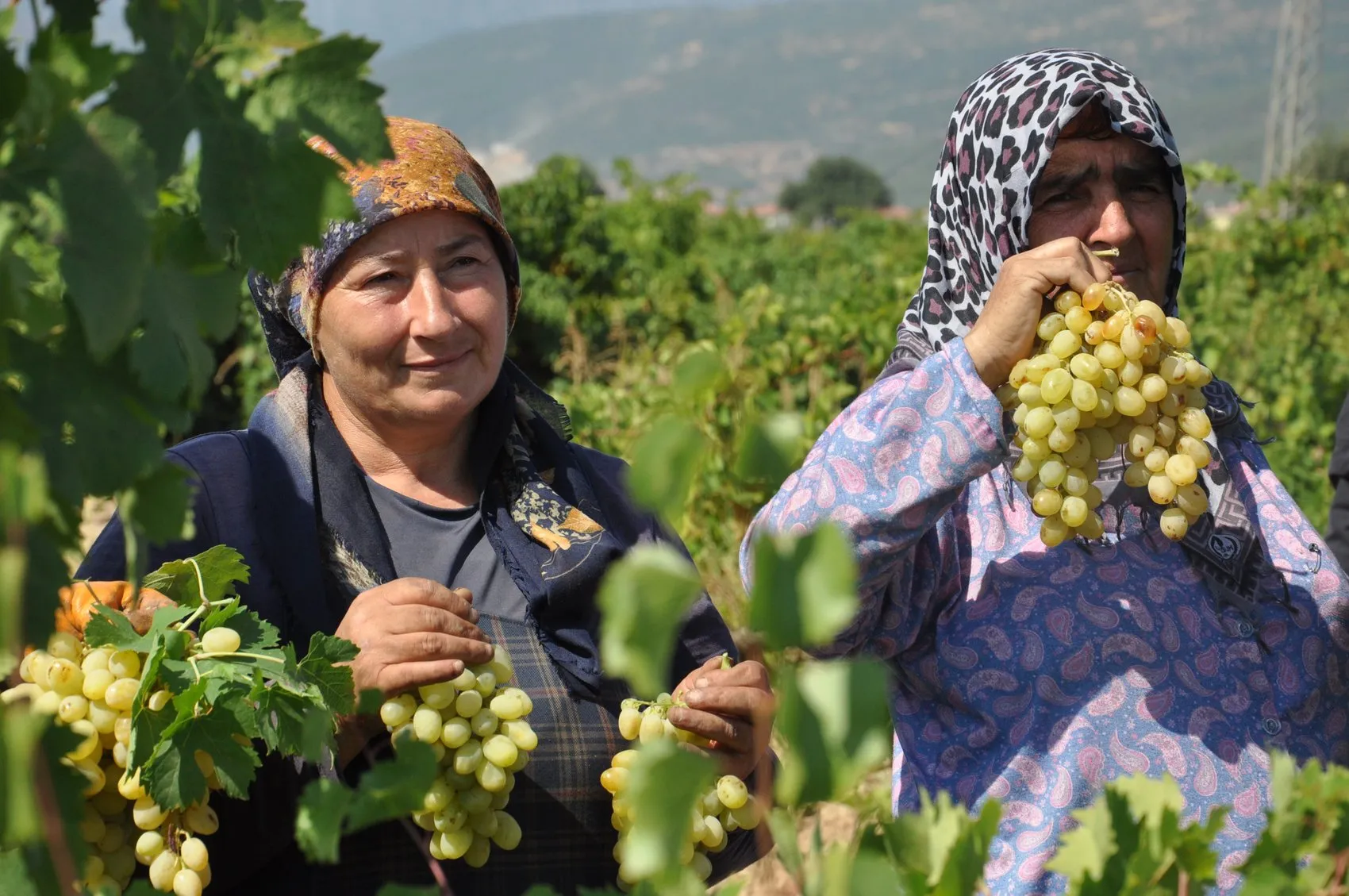 İslahiye bağlarında hasat mesaisi şafak vakti başlıyor