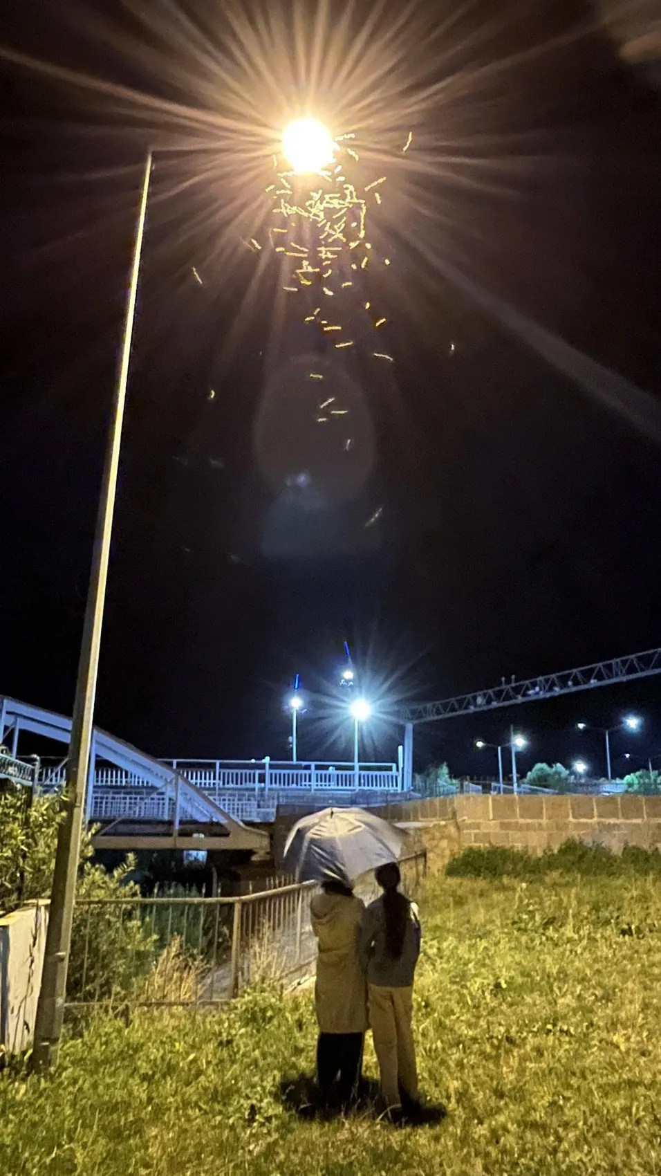 Ardahan’da milyonlarca kelebeğin ışığa göçü başladı